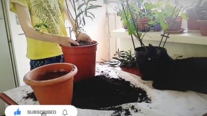 Олеандр. Обрезка. Пересадка. #олеандр, #комнатные_растения,