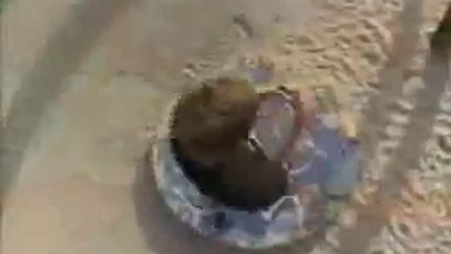 Rodney Mullen смотреть онлайн