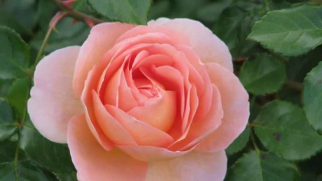 Розарий в Сокольниках смотреть онлайн