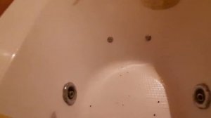 Сингониум: напал вредитель