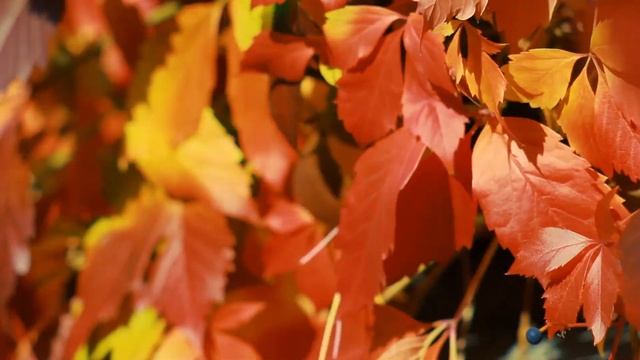 Футаж — Девичий виноград осенью. Футажи (footages) красивая природа [FullHD] смотреть онлайн