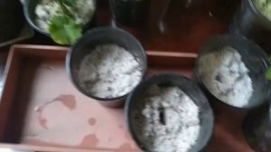 Реанимация пеларгонии| 100% укоренение в перлите| Как реанимировать пеларгонию