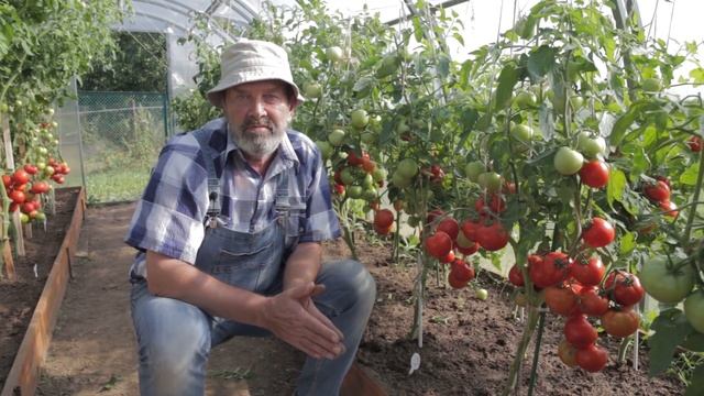 ТОМАТ ЛЮБАША F1 легенда от агрофирмы "Партнер" смотреть онлайн