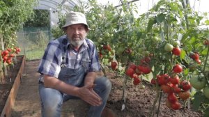 ТОМАТ ЛЮБАША F1 легенда от агрофирмы "Партнер"