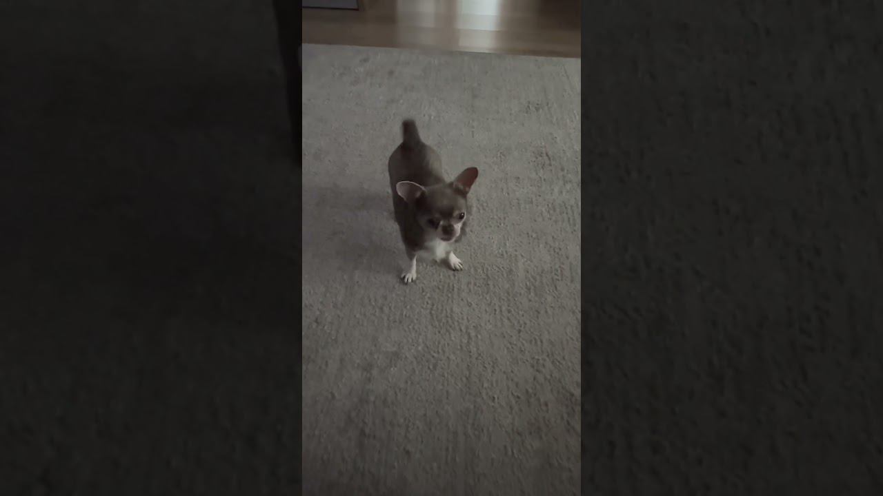 Играем с Леей #shorts #чихуахуа смотреть онлайн