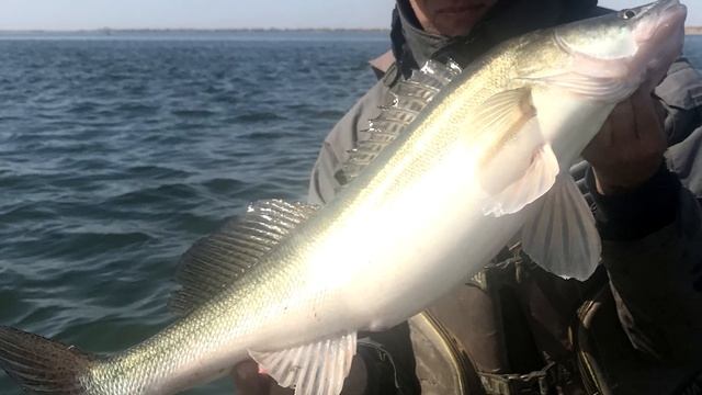 Предзапретная лихорадка. Судак на спиннинг. Рыбалка в Казахстане смотреть онлайн