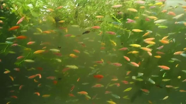 Данио GloFish