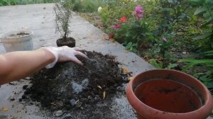 Пересаживаем розмарин: все секреты