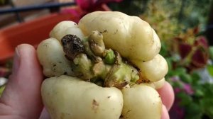 Как правильно посадить чайот.