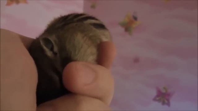 Забавные Животные - Бурундук! Веселая Видео Подборка! смотреть онлайн