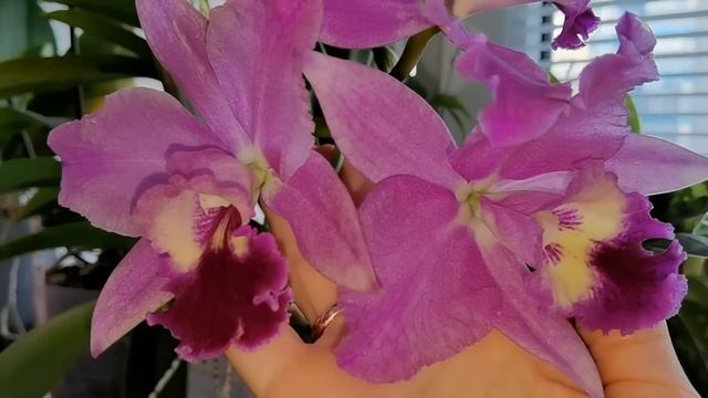 Ползаю по полкам с орхидеями / Корни НА ЗАВИСТЬ / Остановилась ли гниль ствола смотреть онлайн