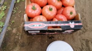 Томат Макан F1! Все как есть, без КРАСОК!