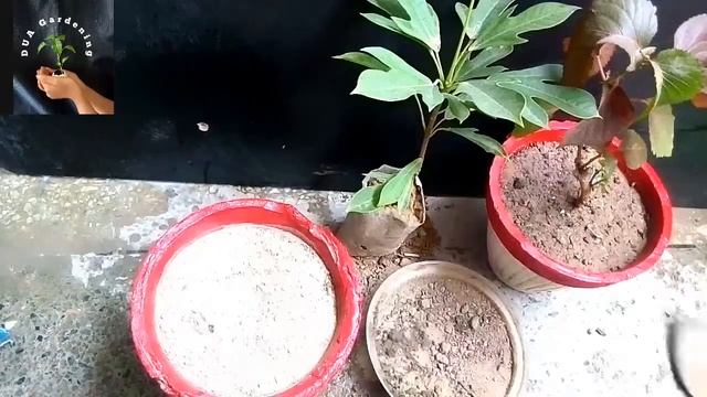 Copperleaf Plant | Jatropha Integerrima Plant | Care | Repotting | indoor plants care |Dua Gardenin смотреть онлайн