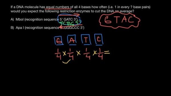 How to calculate how many times restriction enzyme will cut dsDNA