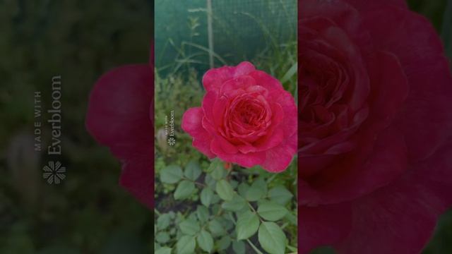 Роза Portlandia. Полуроспуск, роспуск, в букете смотреть онлайн