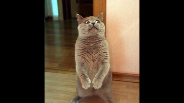 ...опа есть, а слова нет