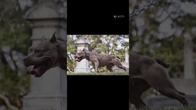 pitbull dog смотреть онлайн