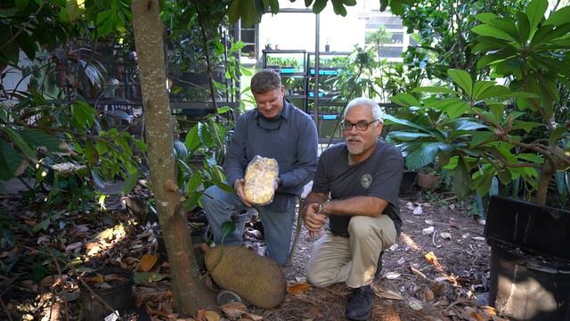 One Quarter Acre Food Forest | Tropical Fruit Trees | Honey Bees смотреть онлайн