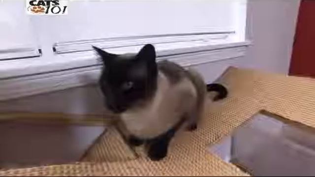 Колор-пойнт короткошерстный