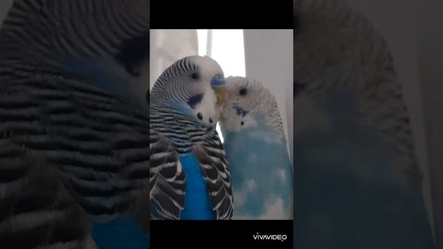 ❗Это нужно знать каждому хозяину попугая❗Очень полезное видео! смотреть онлайн