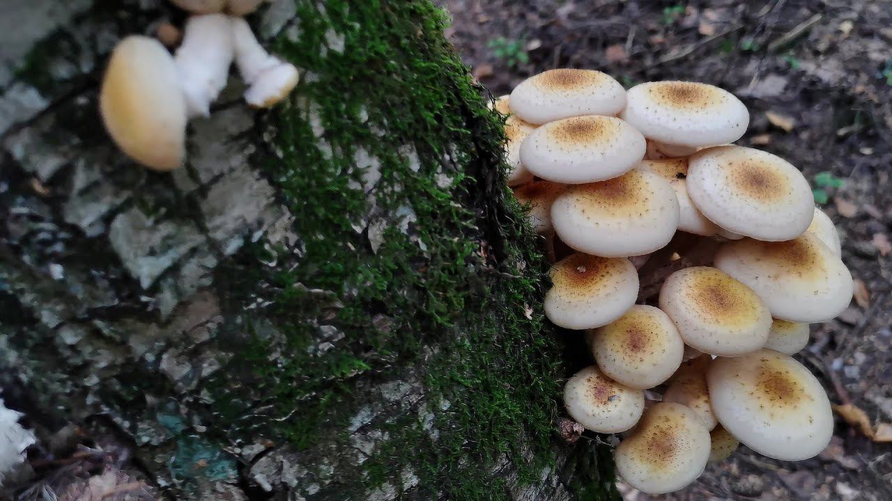 Лес порвало - Опята за огородом   15  сентября 2023