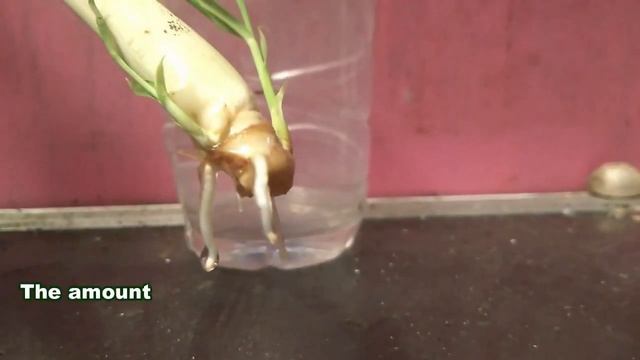 How To Grow Lemongrass From Cuttings In Water | Regrow Herbs In Pots - Gardening Tips