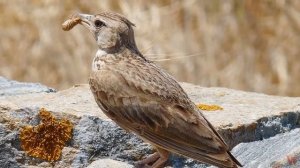 Жаворонковые (лат.  Alaudidae)