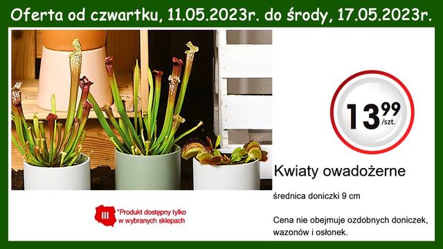 BIEDRONKA | Oferta od Czwartku 11.05.2023 | Kwiaciarnia Biedronki | Tanie Kwiaty смотреть онлайн