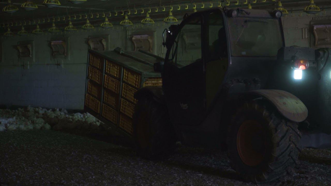 Отлов птиц смотреть онлайн