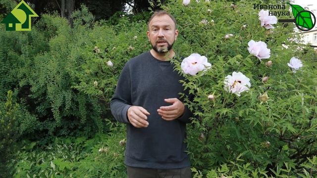 ГОРАЗДО ЛУЧШЕ ХИМИИ! КАК ИСПОЛЬЗОВАТЬ МАСЛО В САДУ и ОГОРОДЕ от БОЛЕЗНЕЙ и ВРЕДИТЕЛЕЙ? Эмульсия и т смотреть онлайн