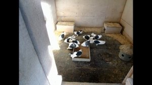 Голуби Нижний Новгород Горьковские чистые