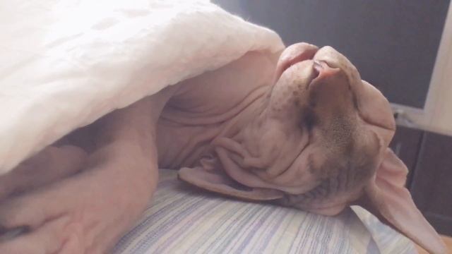 А как спите вы?! То что больше всего любит Тайсон ! Поспать! смотреть онлайн