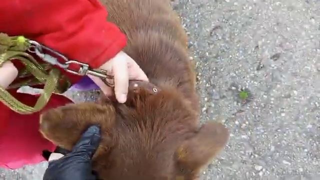 Шоколадный заяц Балу́