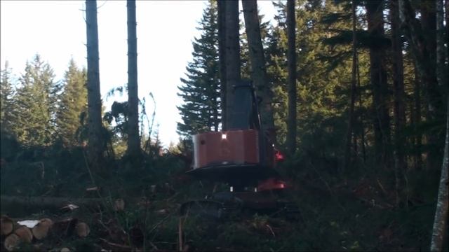 TimberPro TL765-C buncher cutting BIG wood смотреть онлайн