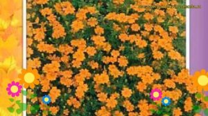 Бархатцы тонколистные Оранжевый самоцвет. Краткий обзор tagetes tenuifolia Oranzhevyy samotsvet