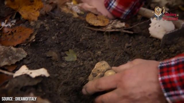 Kalo Nemu Ini Jangan Dibuang! Temuan Langka yang Buat Kamu Kaya смотреть онлайн