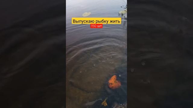 Рыбка тоже хочет Жить!Зарыбление водоёма #shorts #рыбалка смотреть онлайн