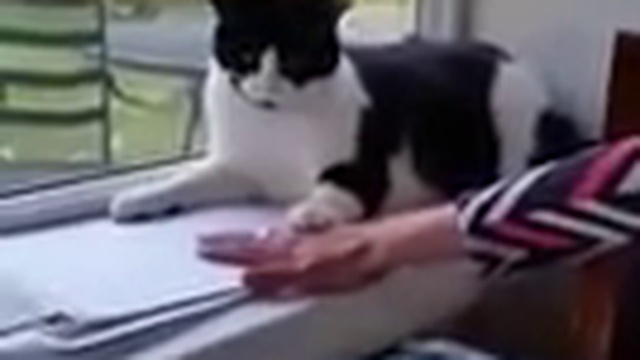 не надо меня гладить! смотреть онлайн