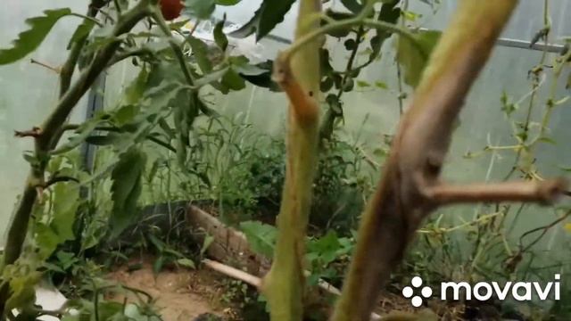 Против грибка для томатов - топаз! смотреть онлайн