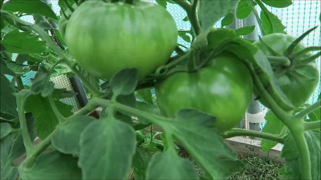 Огород - о сорняках, обзор томатов, нежданная гостья / Garden 2018 14 смотреть онлайн