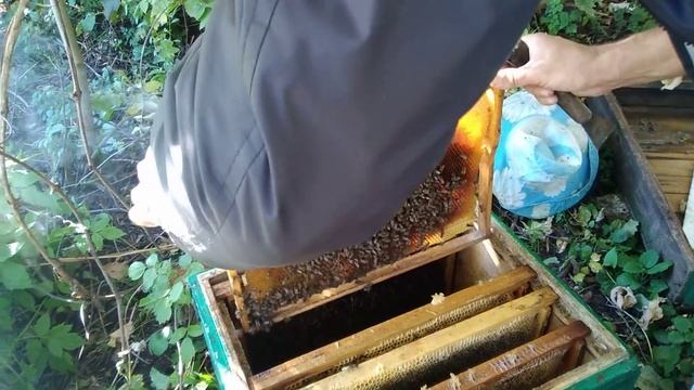 Сборка пчёл в зиму+ пересадка в новый улей