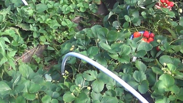 ягода земляника в сибири смотреть онлайн