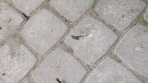 Как снять сиденье и крыло на Honda Shadow Slasher 400/750