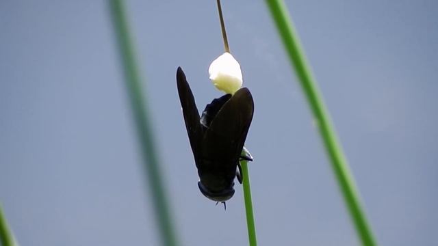 Black Horsefly (Tabanus atratus) - Laying Rows of Eggs смотреть онлайн