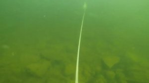 Подводная охота. Озеро Имандра. Сиг. Конец мая.