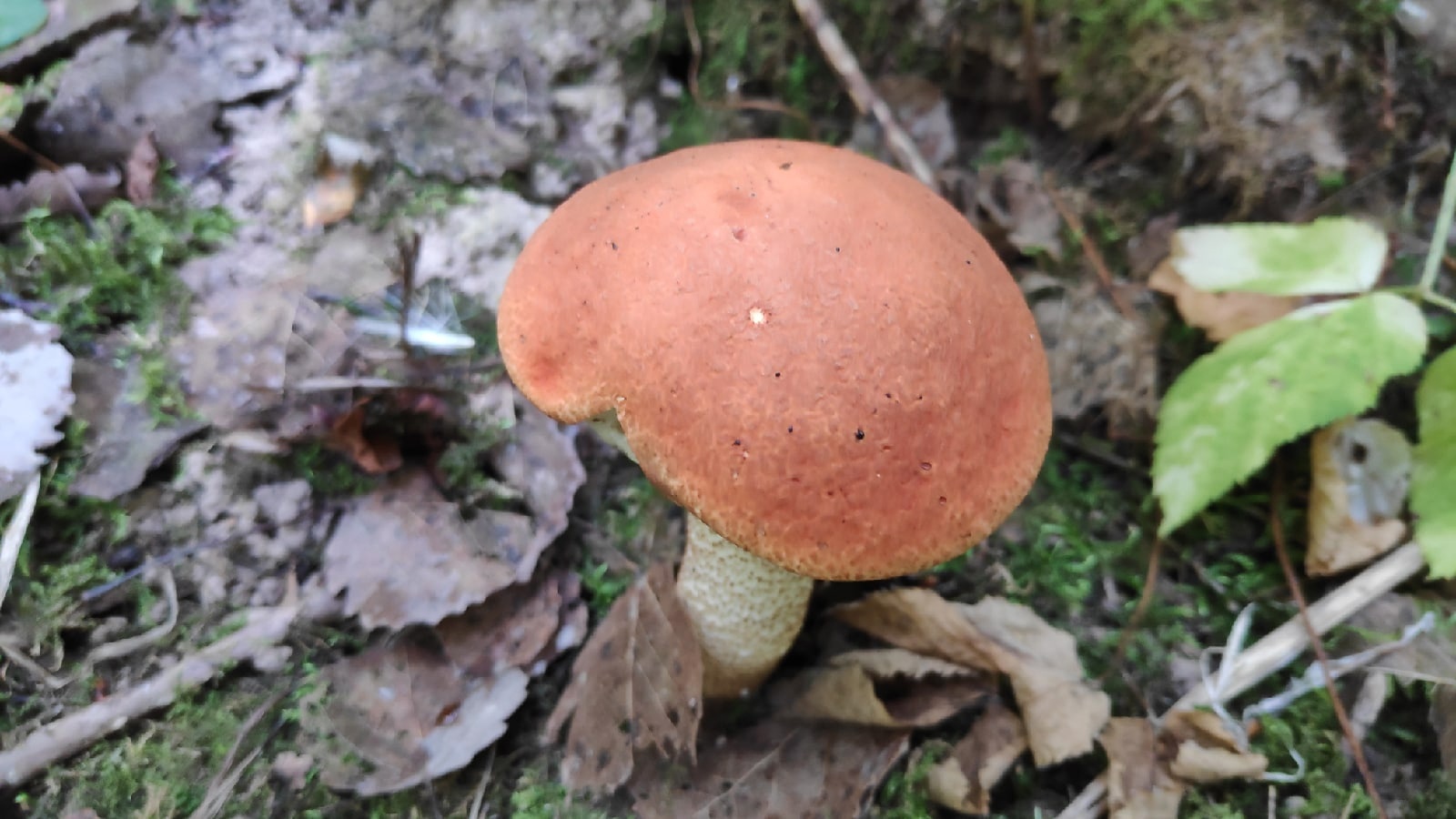 За грибами 25 авг 2022. Пермь. смотреть онлайн