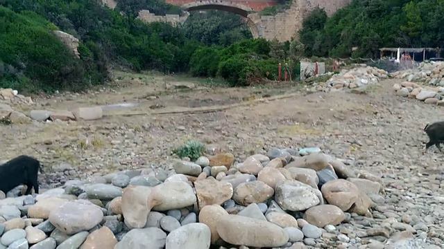 Итальянские кабаны понимают русскую речь смотреть онлайн