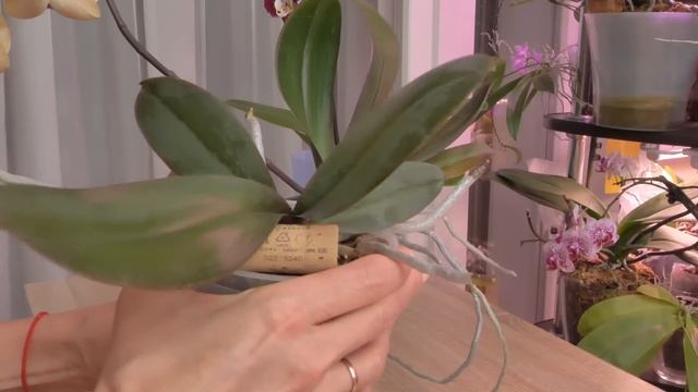 Орхидея Самоубилась. История годичной давности ЧТО СЕЙЧАС.