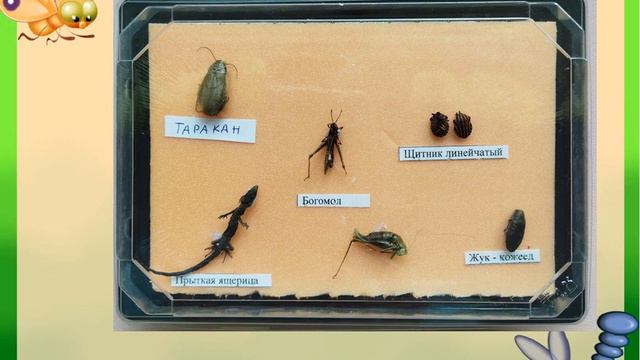 Краткосрочный проект Насекомые смотреть онлайн