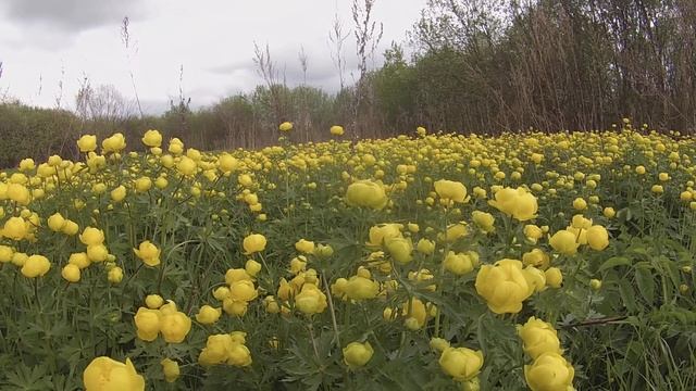 ?Поляна с цветами купальница .?Meadow with flowers globe flower смотреть онлайн